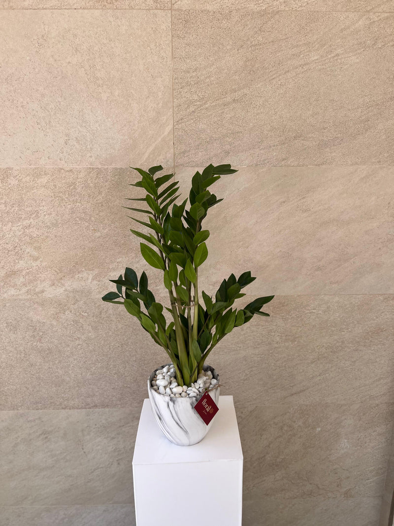 Zamia ZZ Plant -  With white ceramic pot