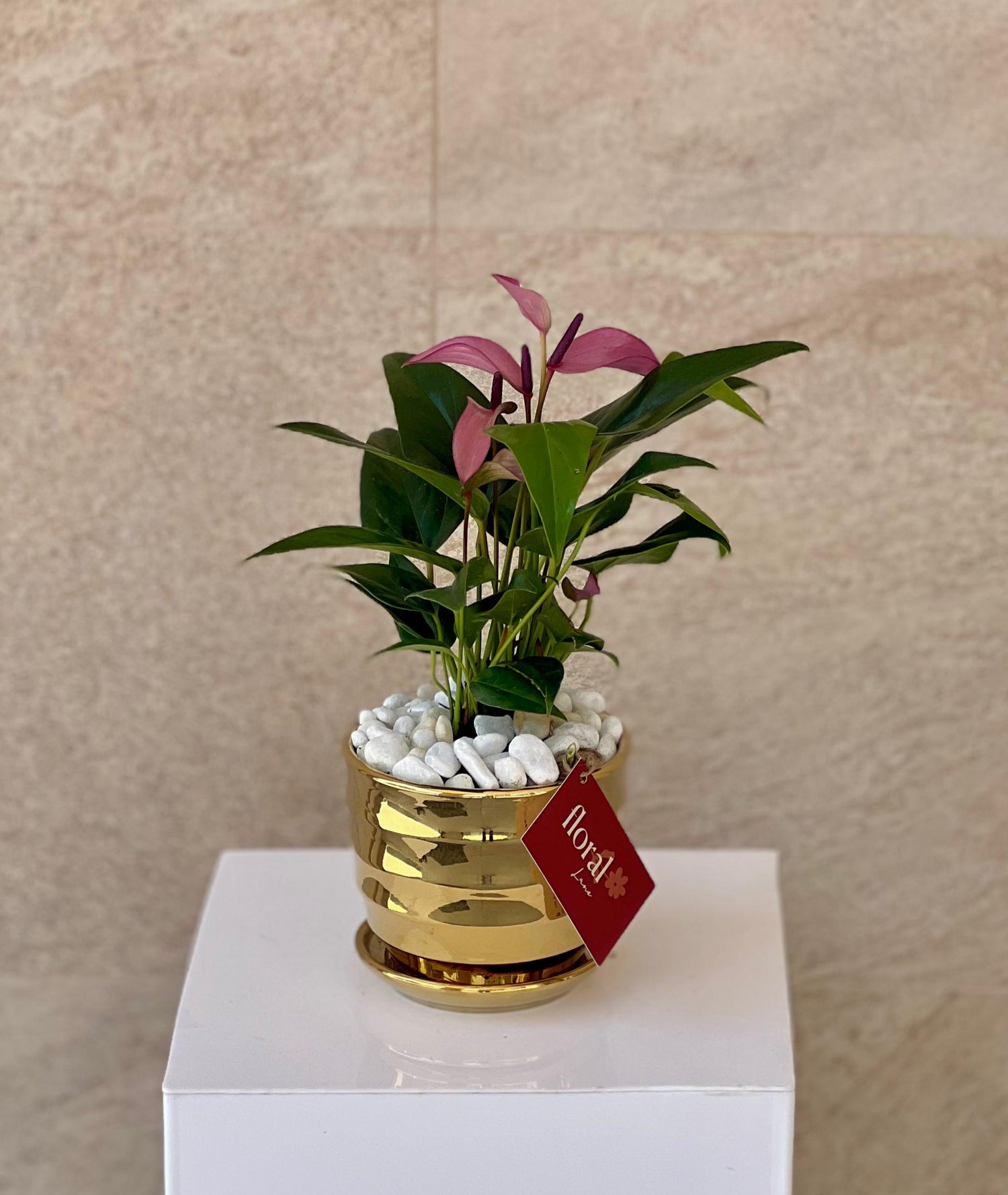 Zizou Anthurium in Golden Pot