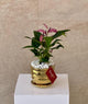 Zizou Anthurium in Golden Pot