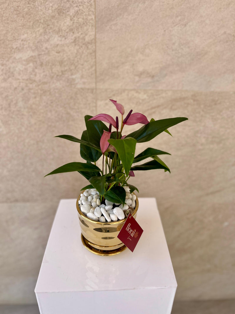 Zizou Anthurium in Golden Pot