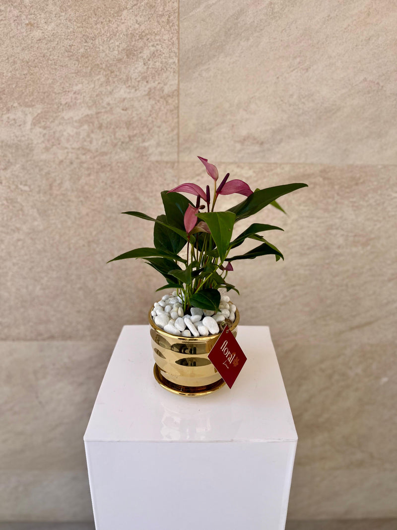 Zizou Anthurium in Golden Pot