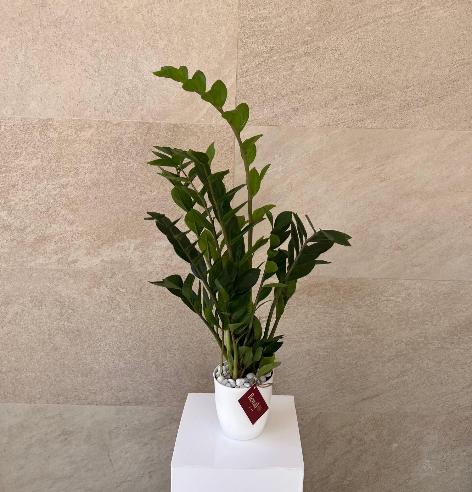 Zamia ZZ Plant