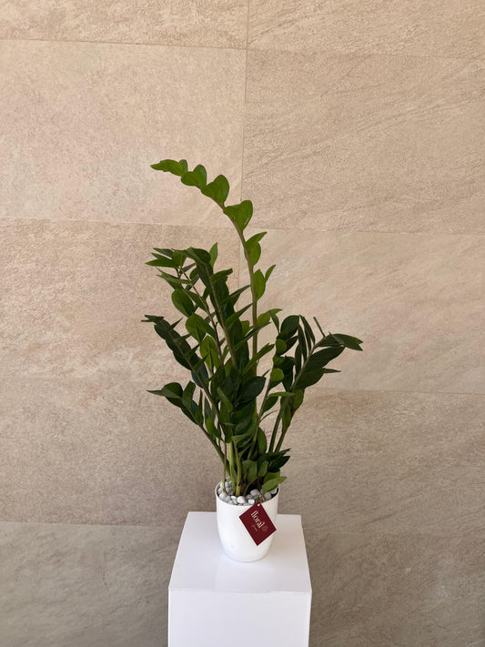 Zamia ZZ Plant