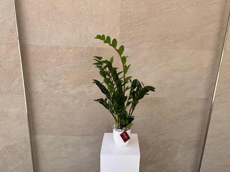 Zamia ZZ Plant