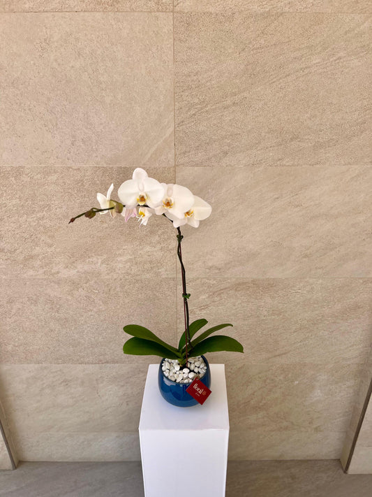 Single White Orchid in Blue Ceramic Pot