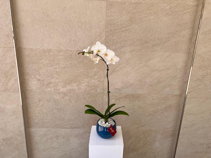 Single White Orchid in Blue Ceramic Pot
