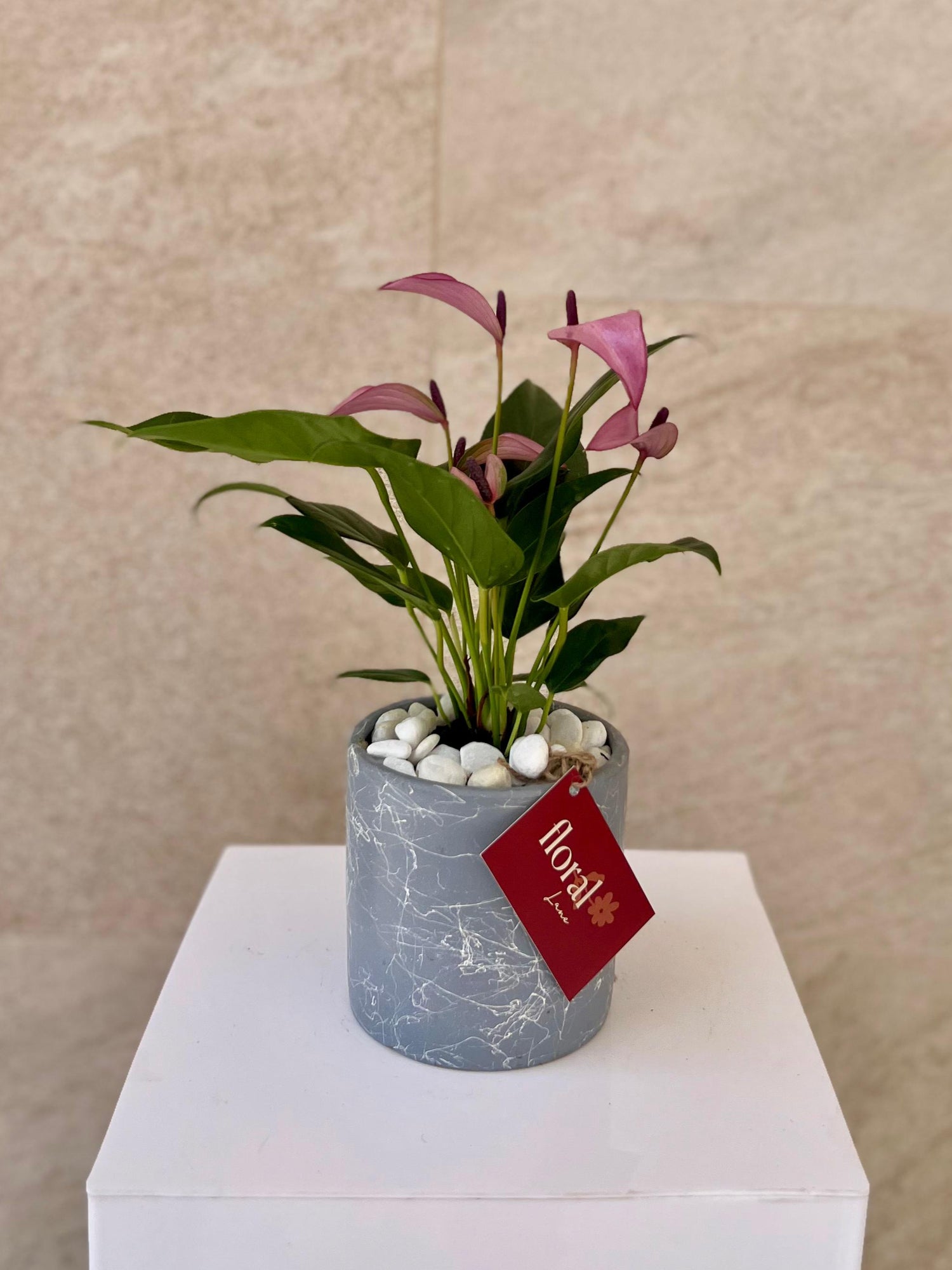 Zizou Anthurium in Stylish Gray Pot