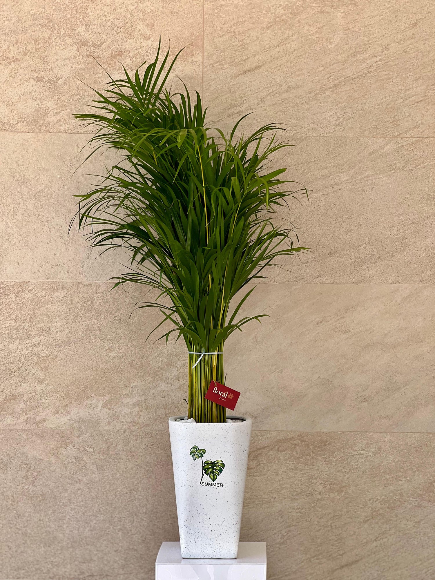 Areca Palm in White Ceramic Pot