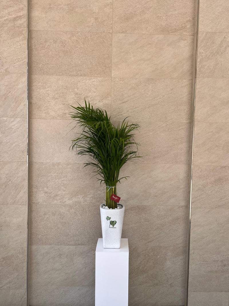 Areca Palm in White Ceramic Pot