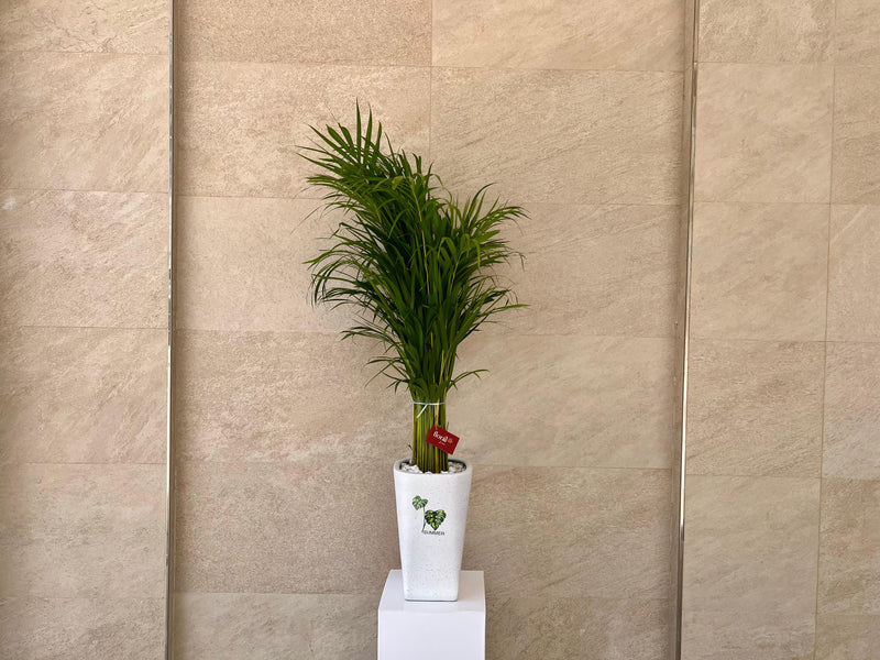 Areca Palm in White Ceramic Pot
