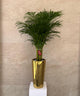 Areca palm in Luxury Golden Color Pot