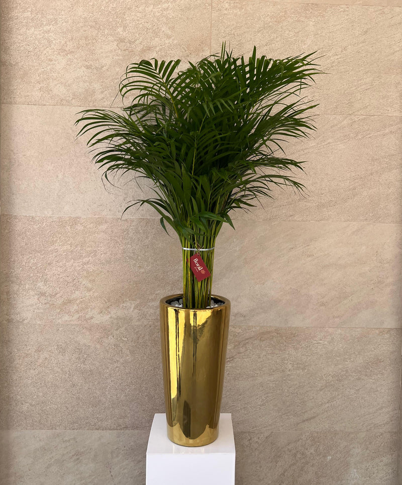 Areca palm in Luxury Golden Color Pot