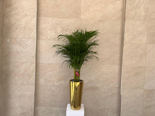 Areca palm in Luxury Golden Color Pot