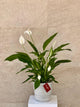 Spathiphyllum Peace Lily -  With White Ceramic Pot