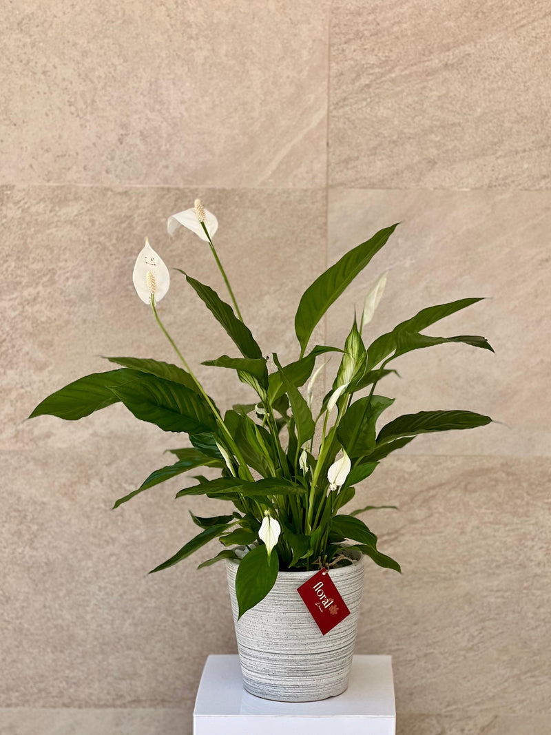 Spathiphyllum Peace Lily -  With White Ceramic Pot
