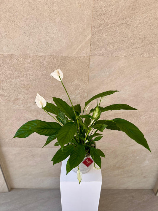 Spathiphyllum Peace Lily -  With White Ceramic Pot