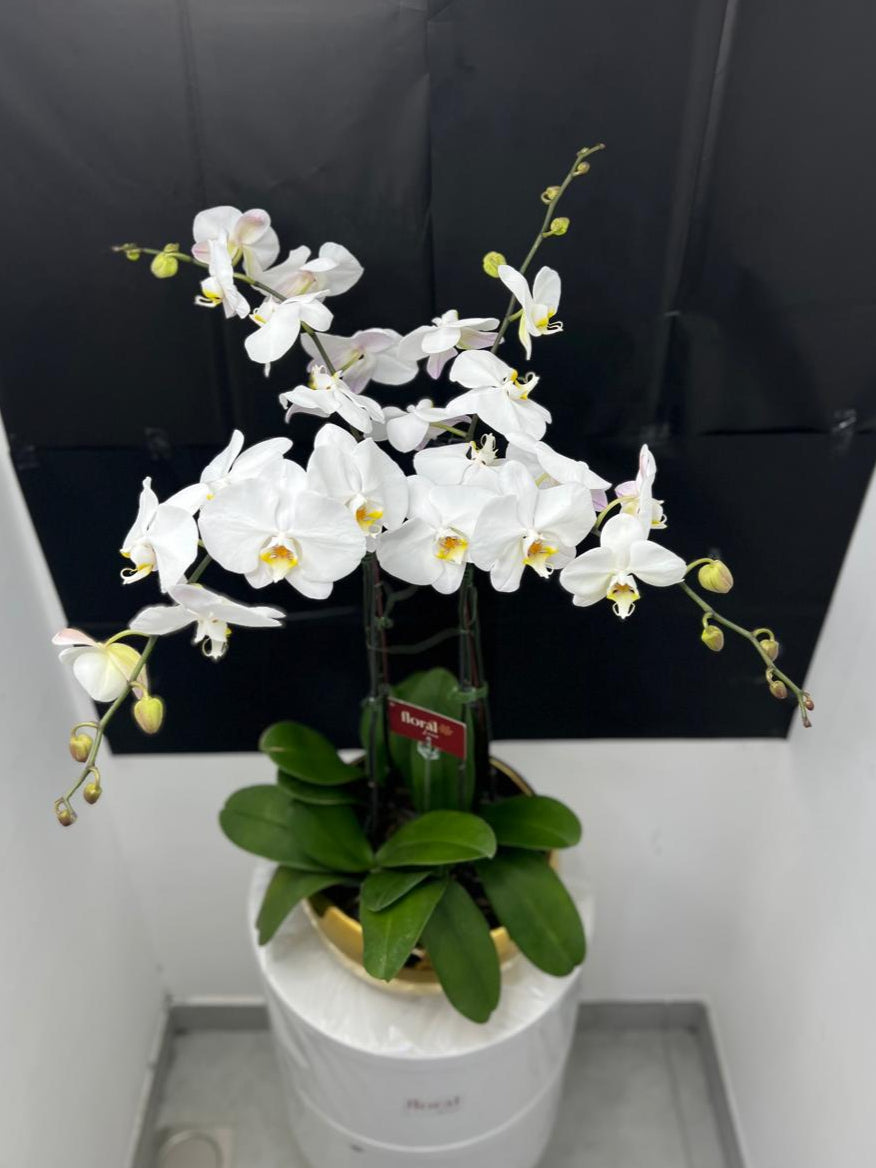 4 stems White Orchid Plant