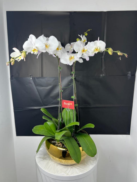4 stems White Orchid Plant