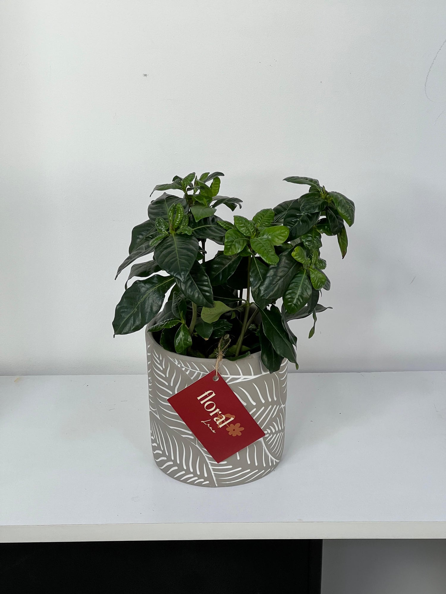 Gardenia Jasminoides Plant with pot