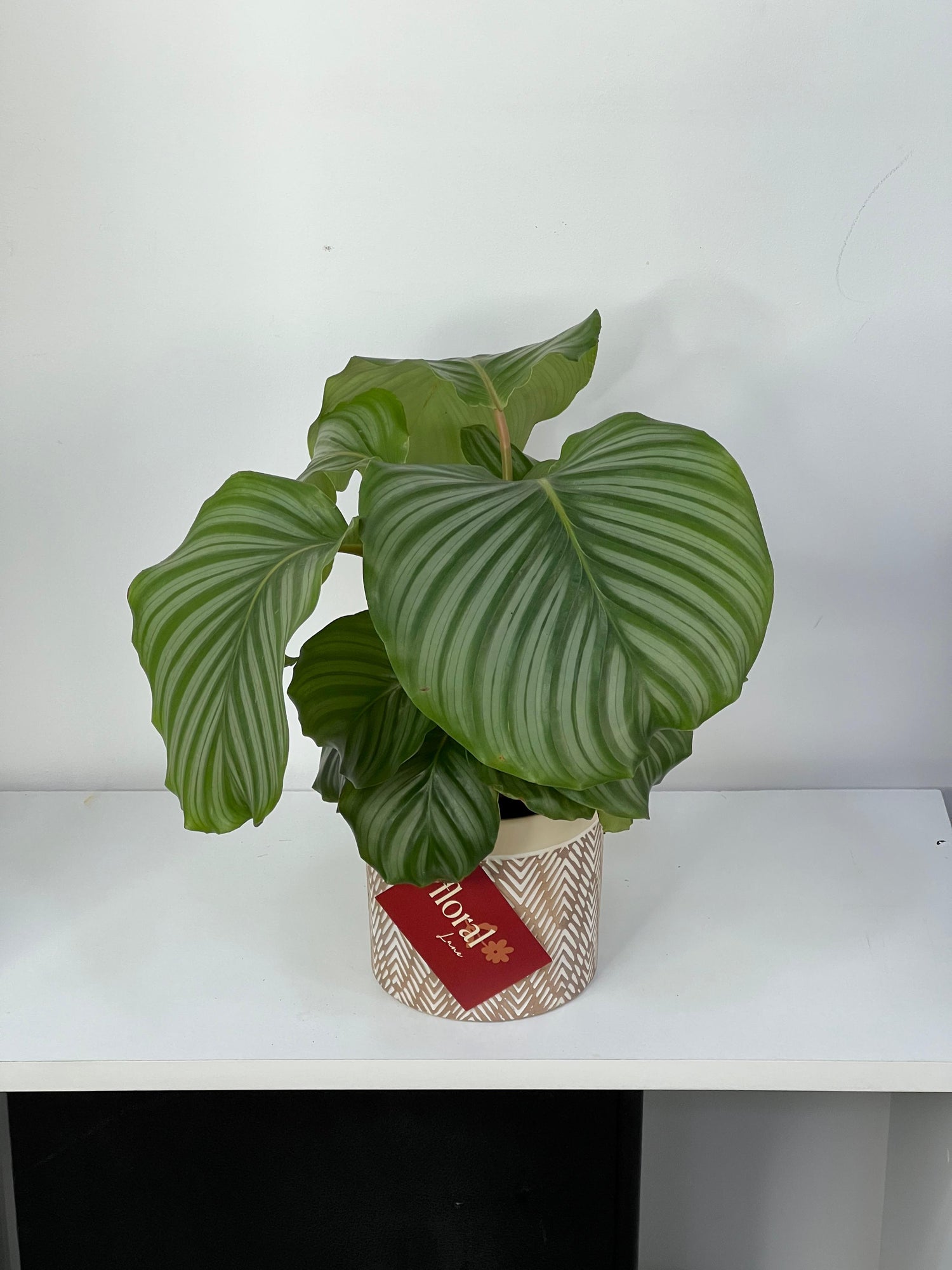 Calathea plant