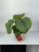 Calathea plant