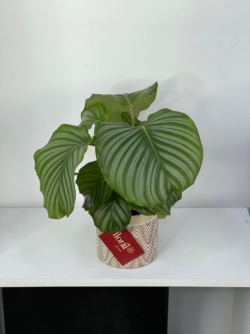 Calathea plant