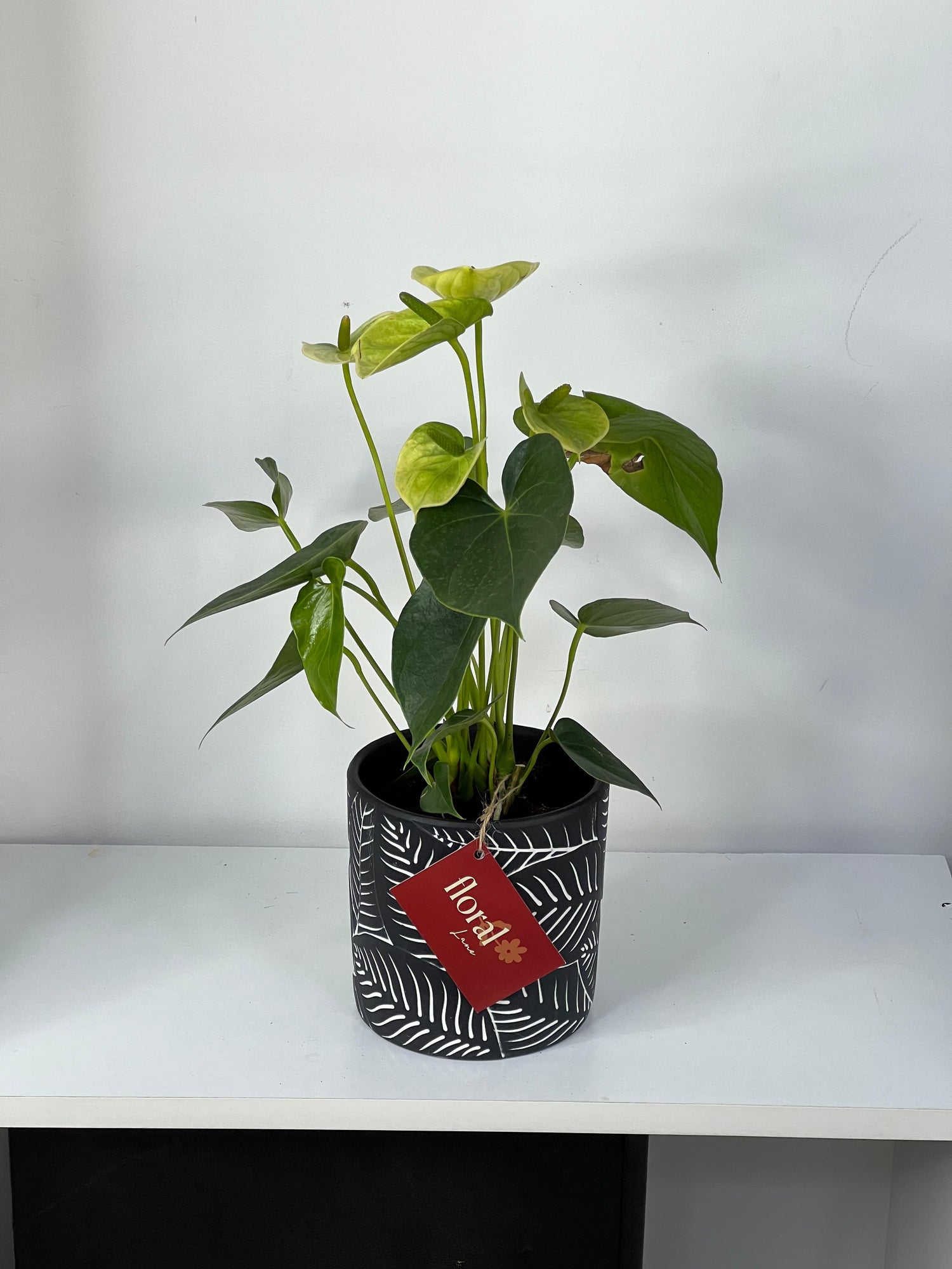 Green Anthurium Plant