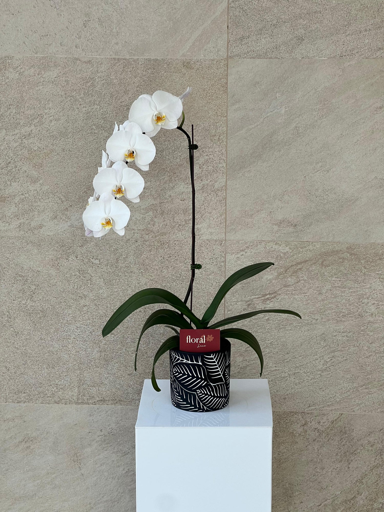 Single White Orchid in Black Ceramic Pot
