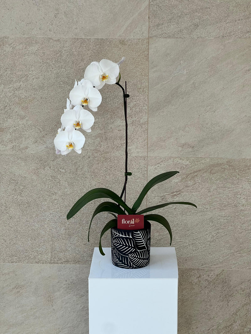 Single White Orchid in Black Ceramic Pot