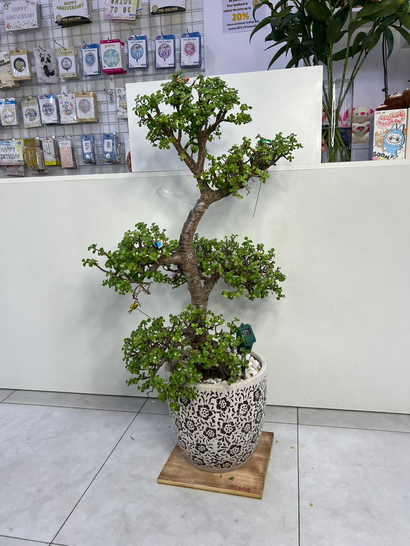 Floral Bonsai Plant with Luxurius Pot - Limited Collection 105cm