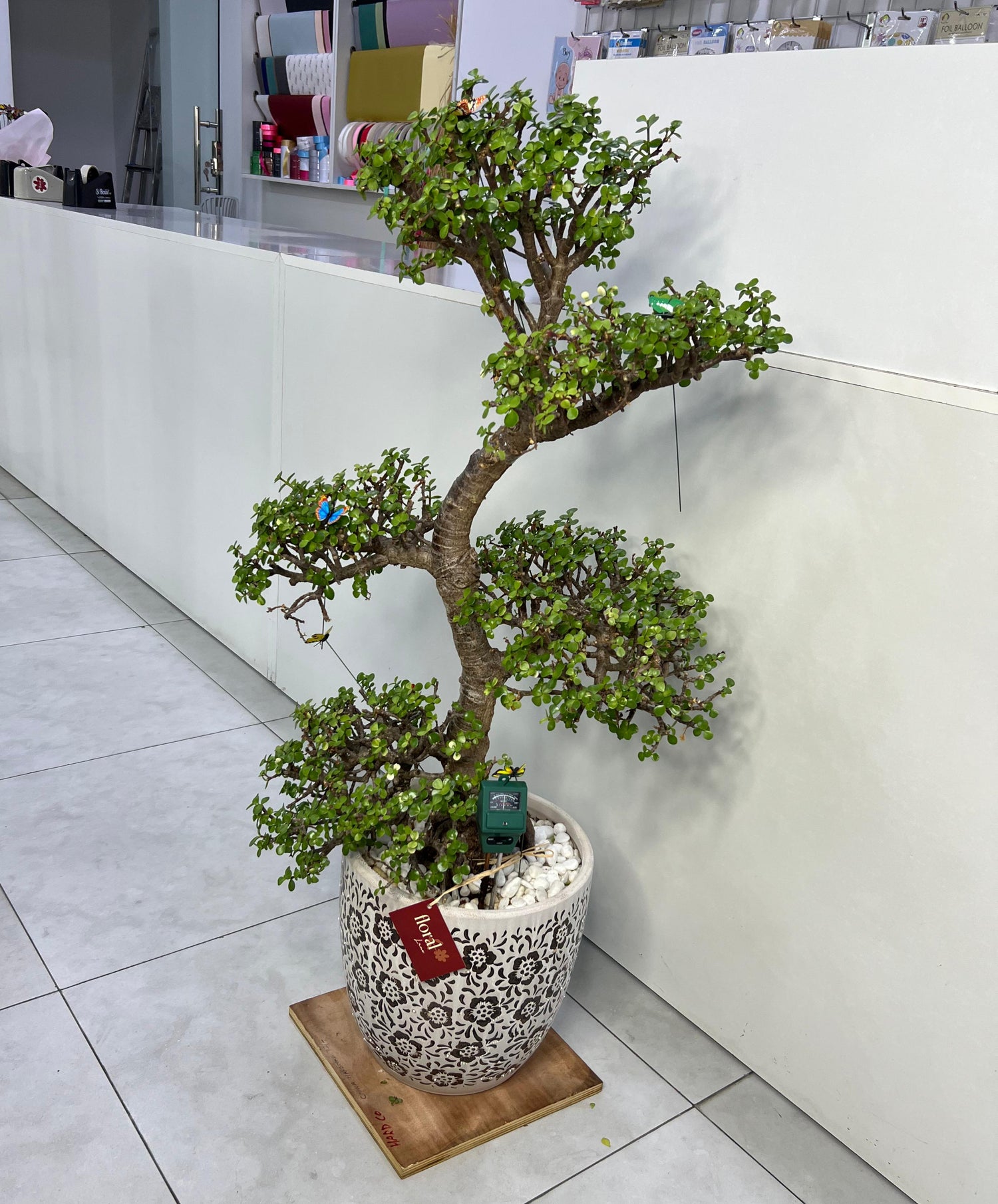 Floral Bonsai Plant with Luxurius Pot - Limited Collection 105cm
