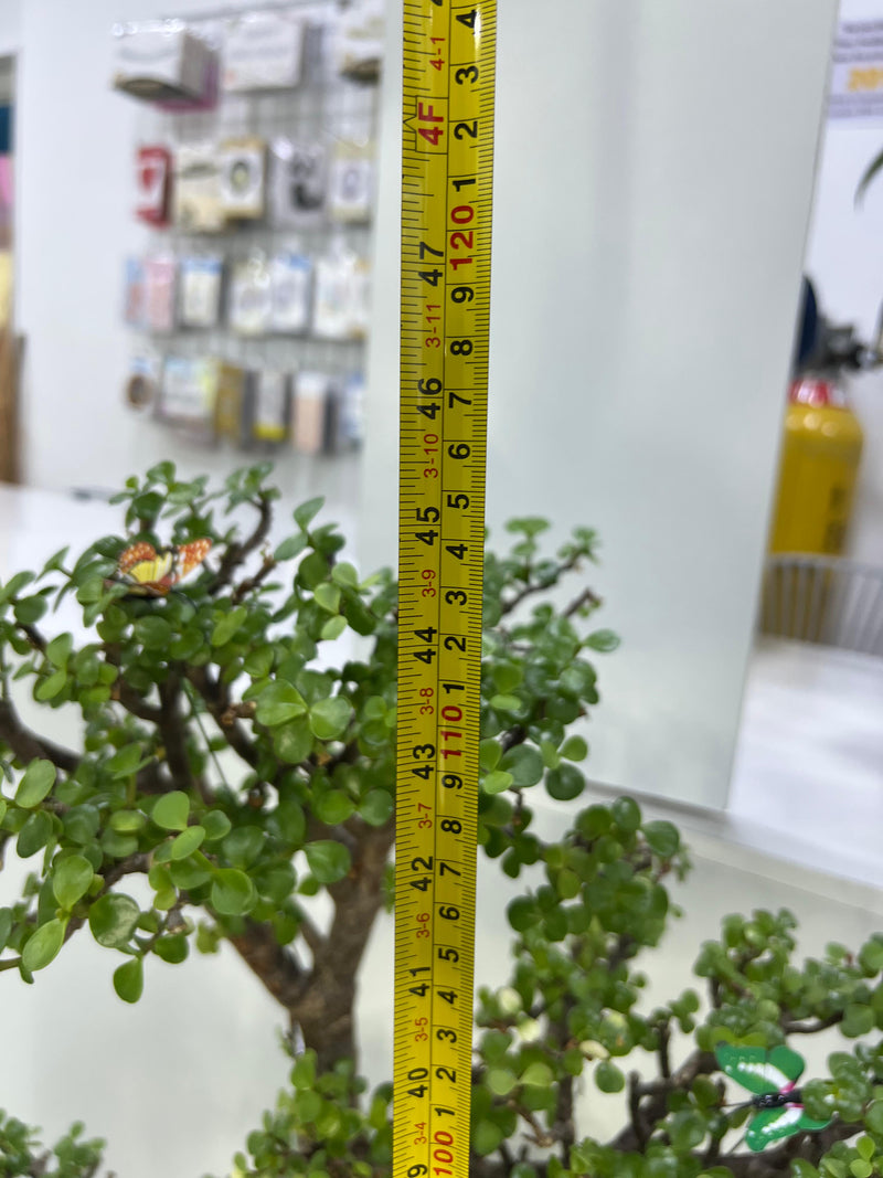 Floral Bonsai Plant with Luxurius Pot - Limited Collection 105cm