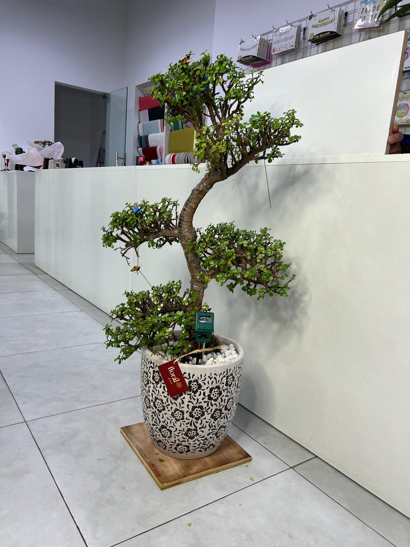 Floral Bonsai Plant with Luxurius Pot - Limited Collection 105cm