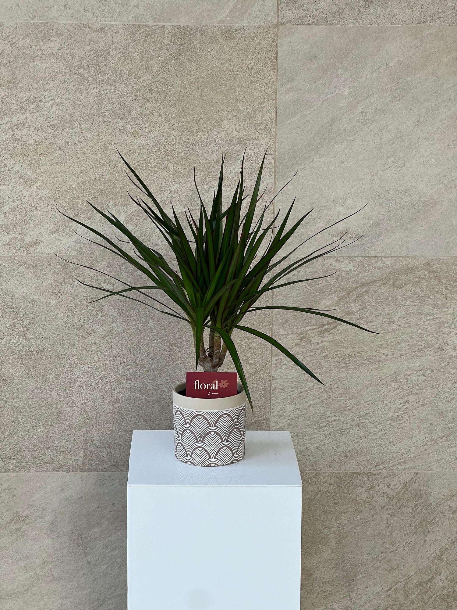 Dracaena Marginata plant in ceramic pot