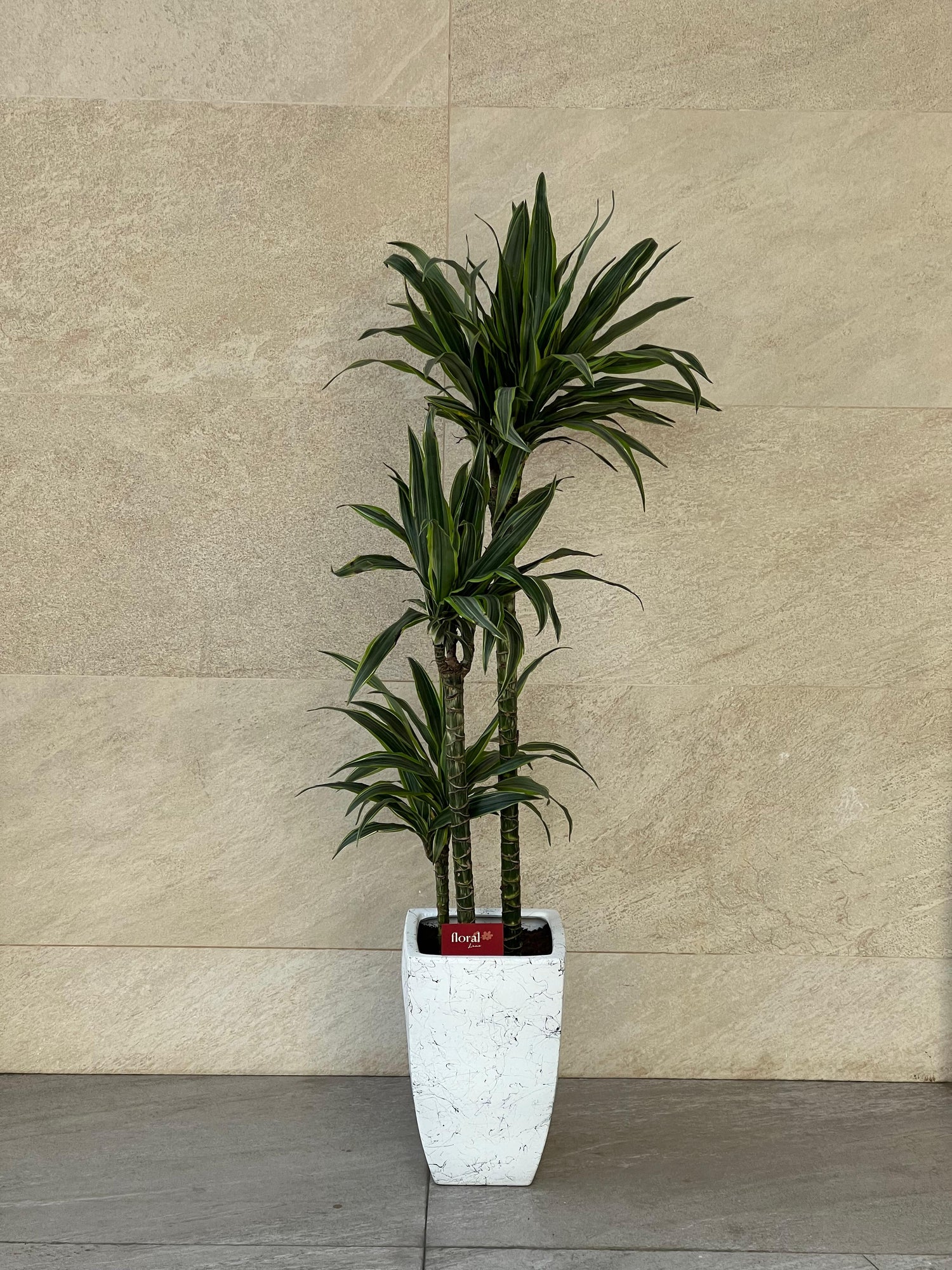 Dracaena Lemon Lime Plant with Ceramic Pot – Easy Care