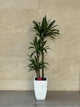 Dracaena Lemon Lime Plant with Ceramic Pot – Easy Care