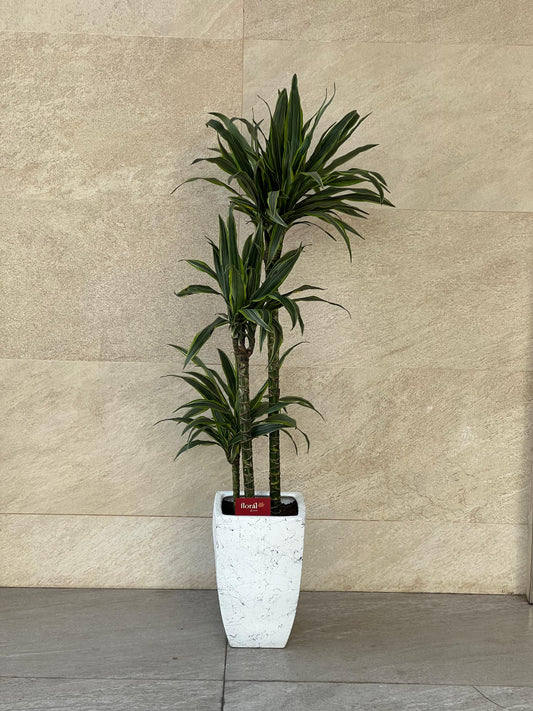 Dracaena Lemon Lime Plant with Ceramic Pot – Easy Care