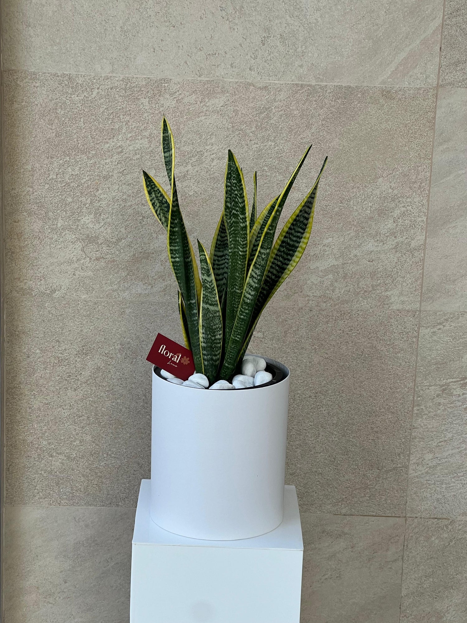 Snake Plant in Pot