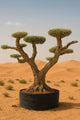 🌿 Majestic Olive Tree (3m – 4.5m)
