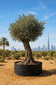 Sun-Kissed Olive Tree