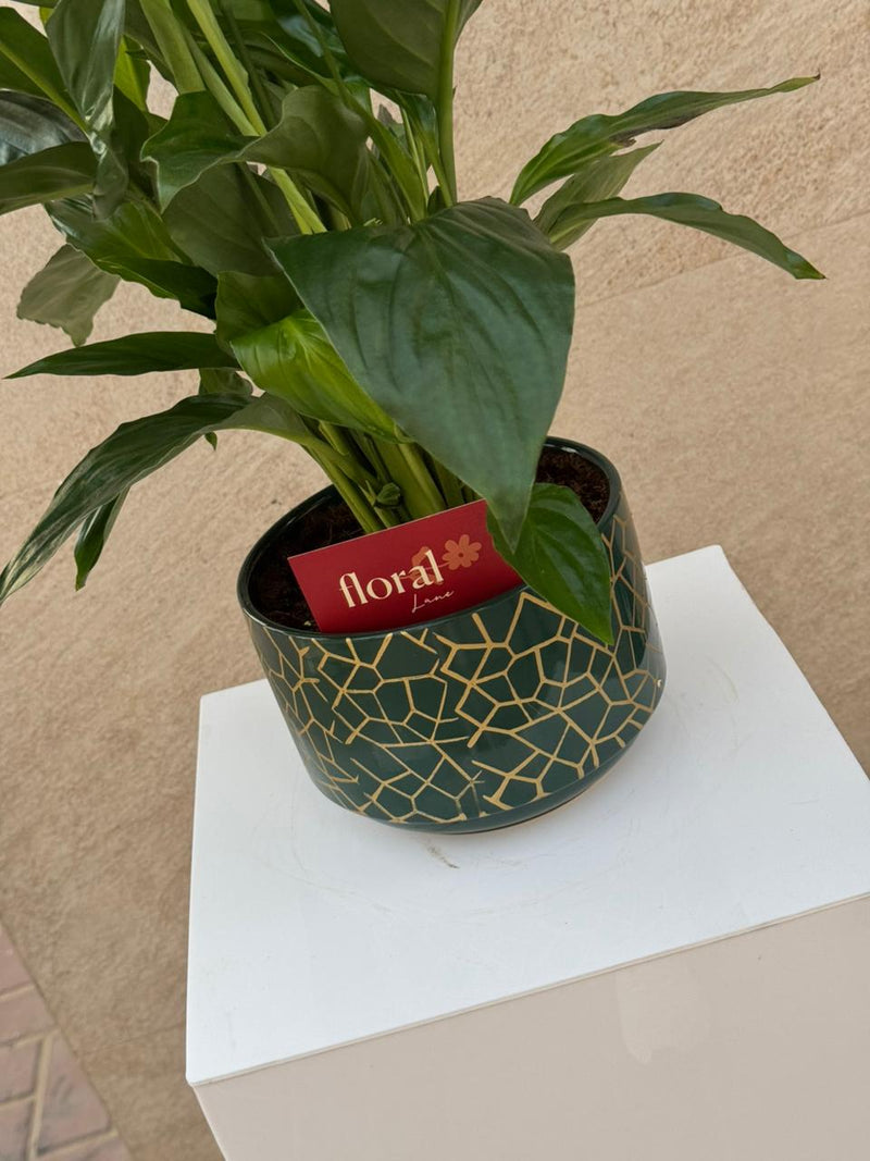 Spathiphyllum Peace Lily in Green Mosaic Pot