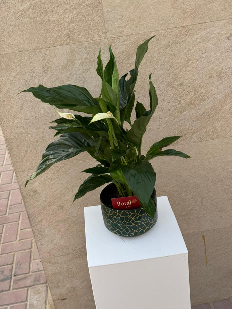 Spathiphyllum Peace Lily in Green Mosaic Pot
