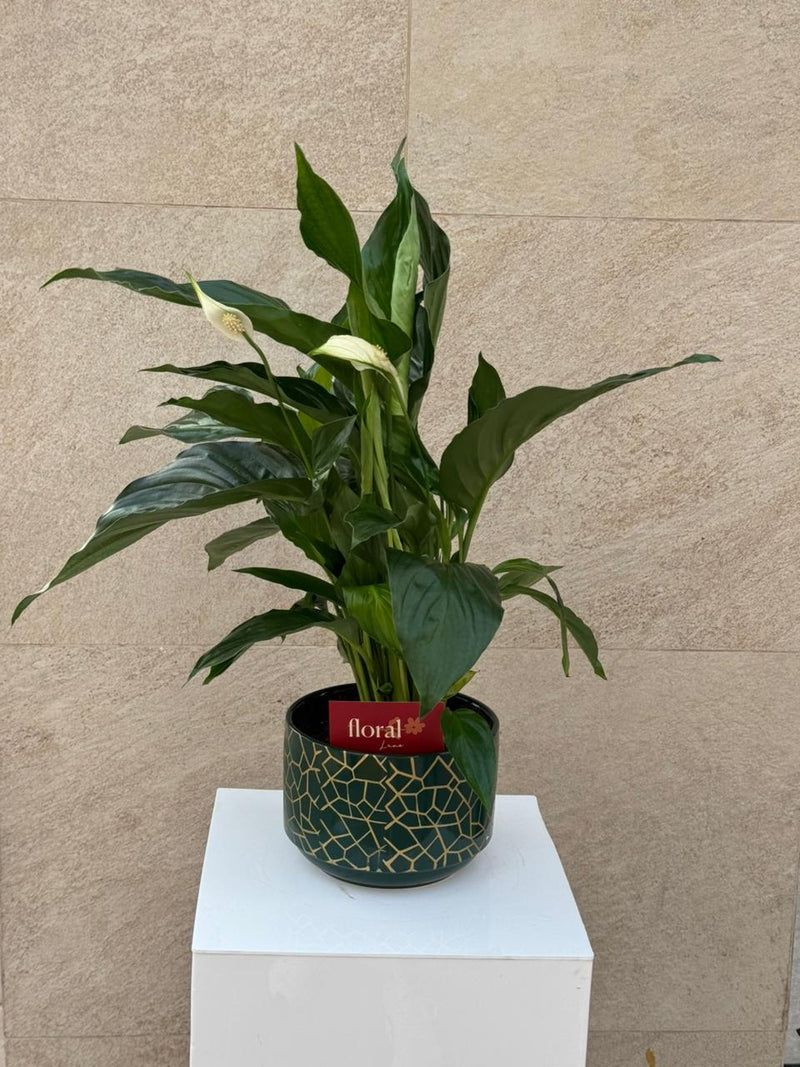Spathiphyllum Peace Lily in Green Mosaic Pot