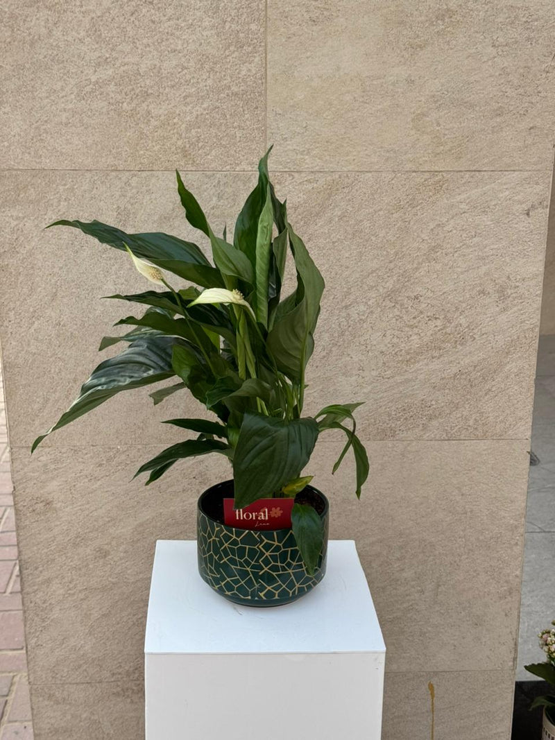 Spathiphyllum Peace Lily in Green Mosaic Pot