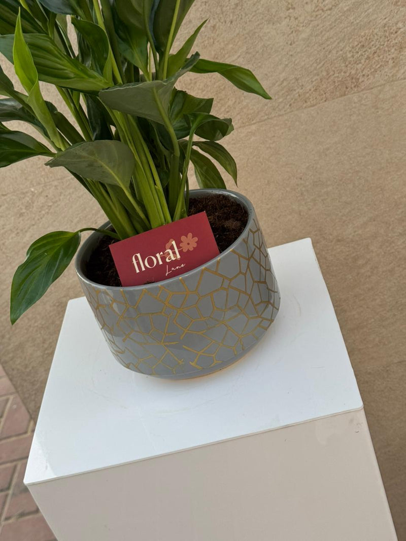 Spathiphyllum Peace Lily in Gray Mosaic Ceramic Pot