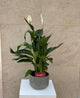 Spathiphyllum Peace Lily in Gray Mosaic Ceramic Pot