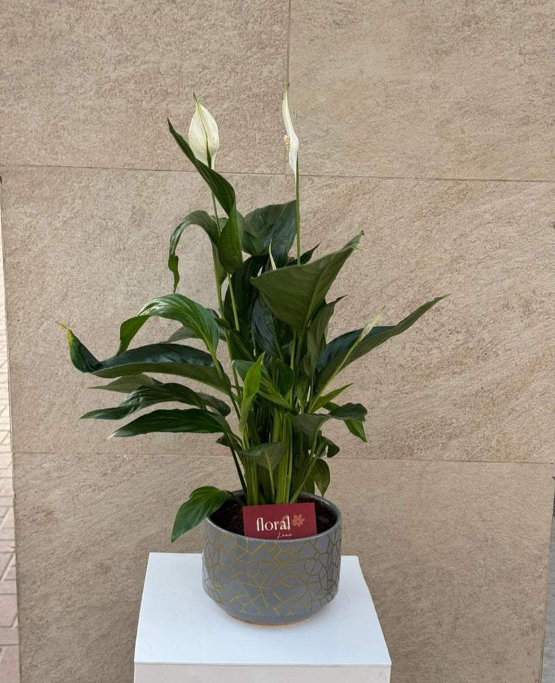 Spathiphyllum Peace Lily in Gray Mosaic Ceramic Pot