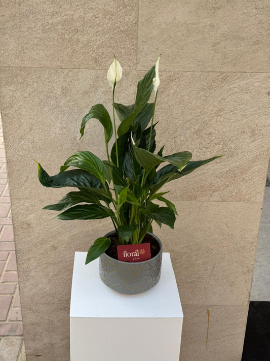 Spathiphyllum Peace Lily in Gray Mosaic Ceramic Pot