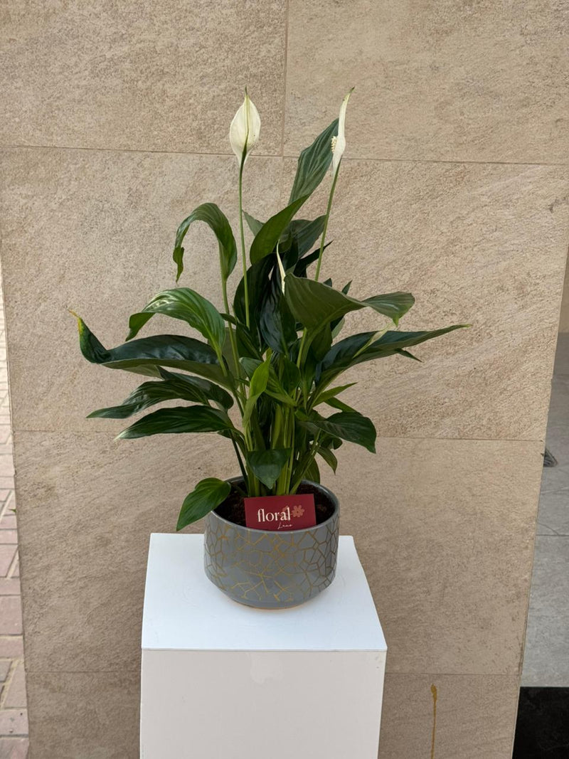 Spathiphyllum Peace Lily in Gray Mosaic Ceramic Pot