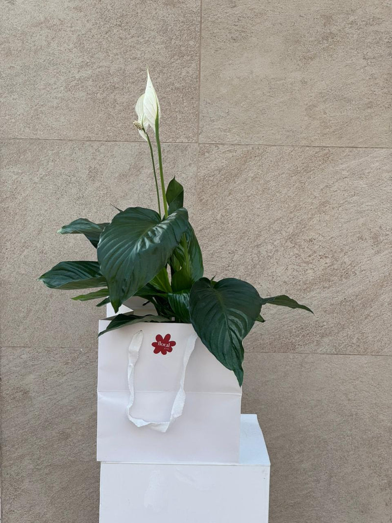 Spathiphyllum Peace Lily in Gold Mosaic Pot